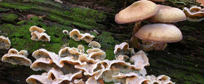 mushrooms growing on a log.